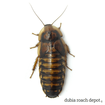 Breeding female Dubia roach
