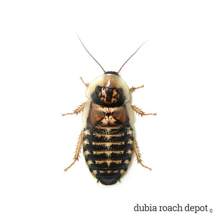 New adult female Dubia roach