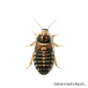 new adult female Dubia roaches
